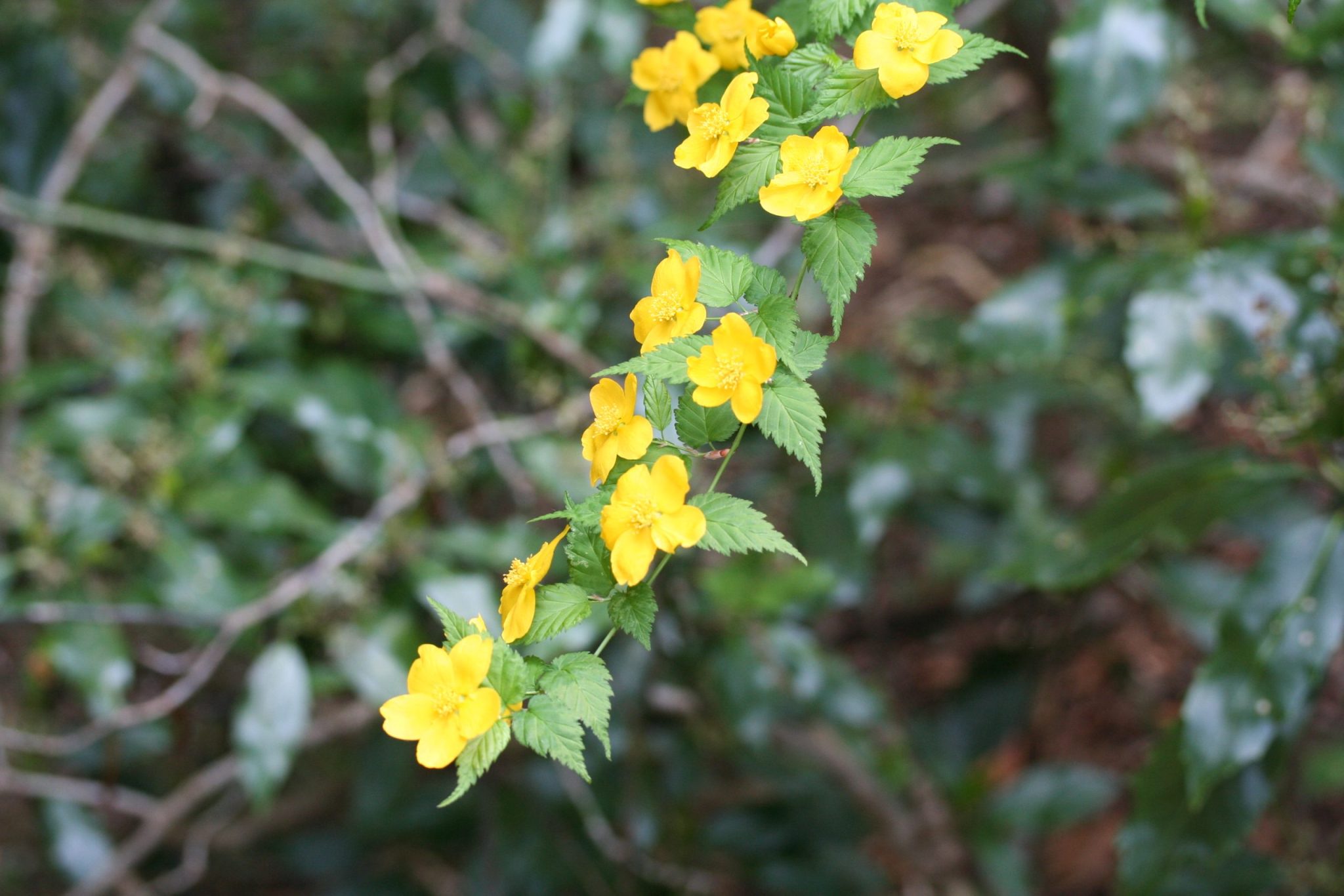 ヤマブキ（バラ科）