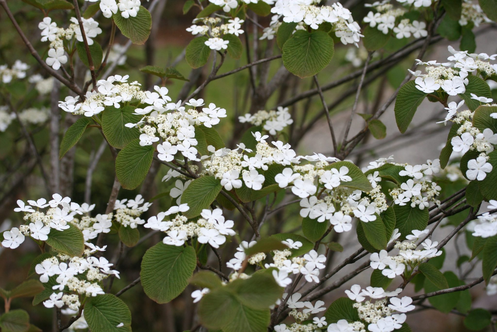 オオカメノキ（ガマズミ科）