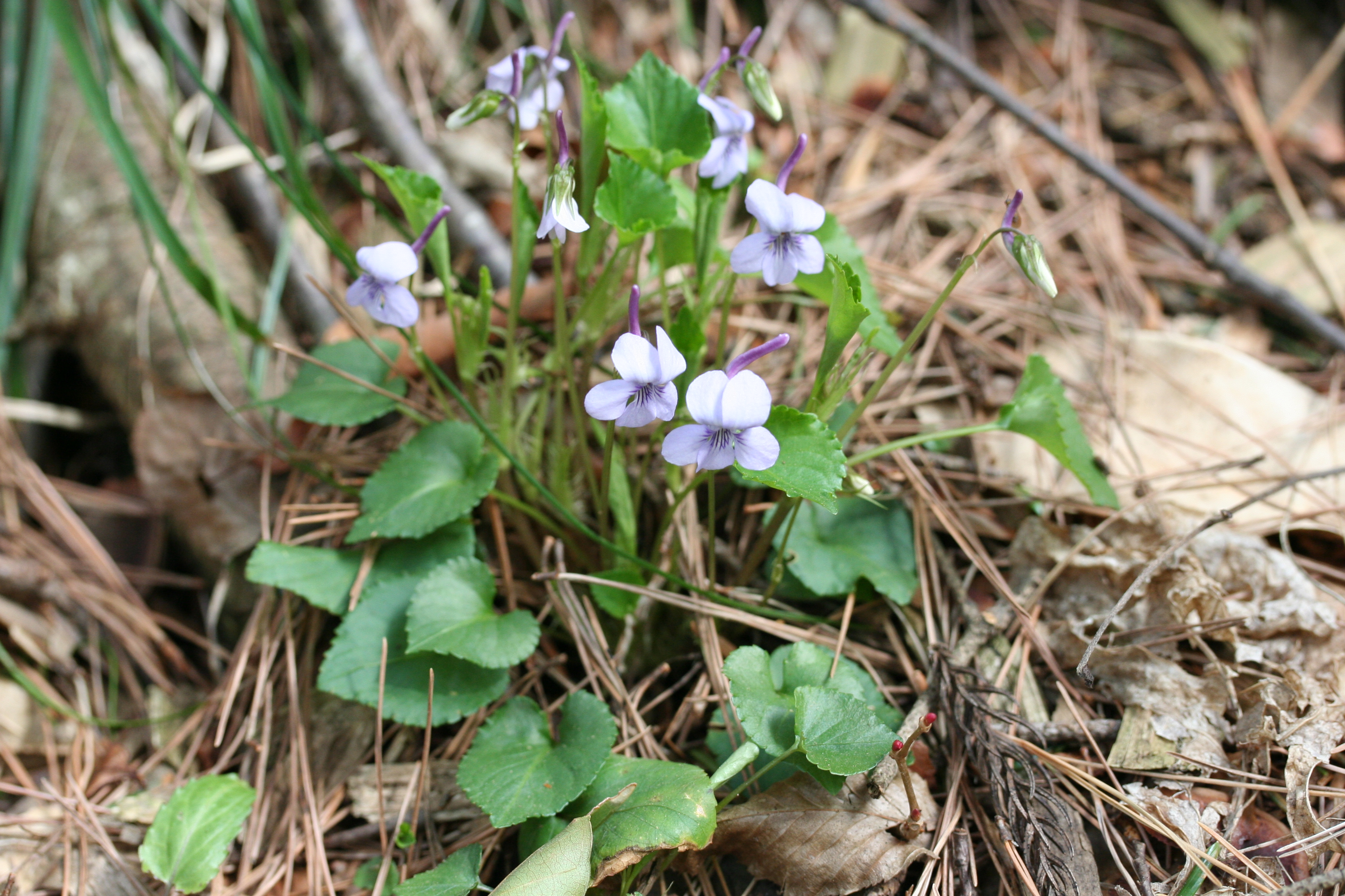 ナガハシスミレ（スミレ科）