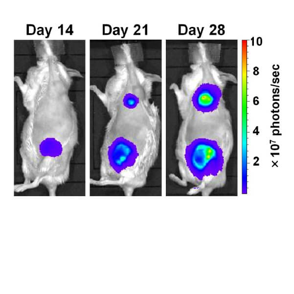 研究紹介 Kodama Lab 東北大学大学院 医工学研究科 治療医工学講座 腫瘍医工学分野 小玉研究室