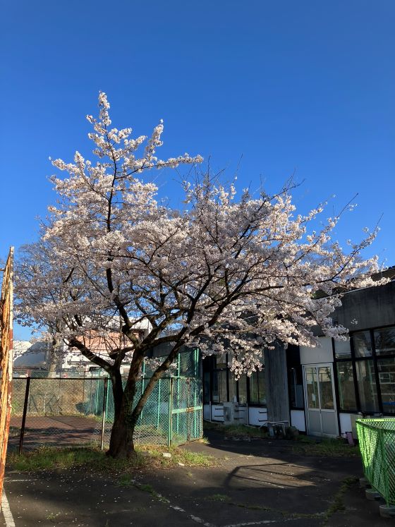 【春】桜満開!