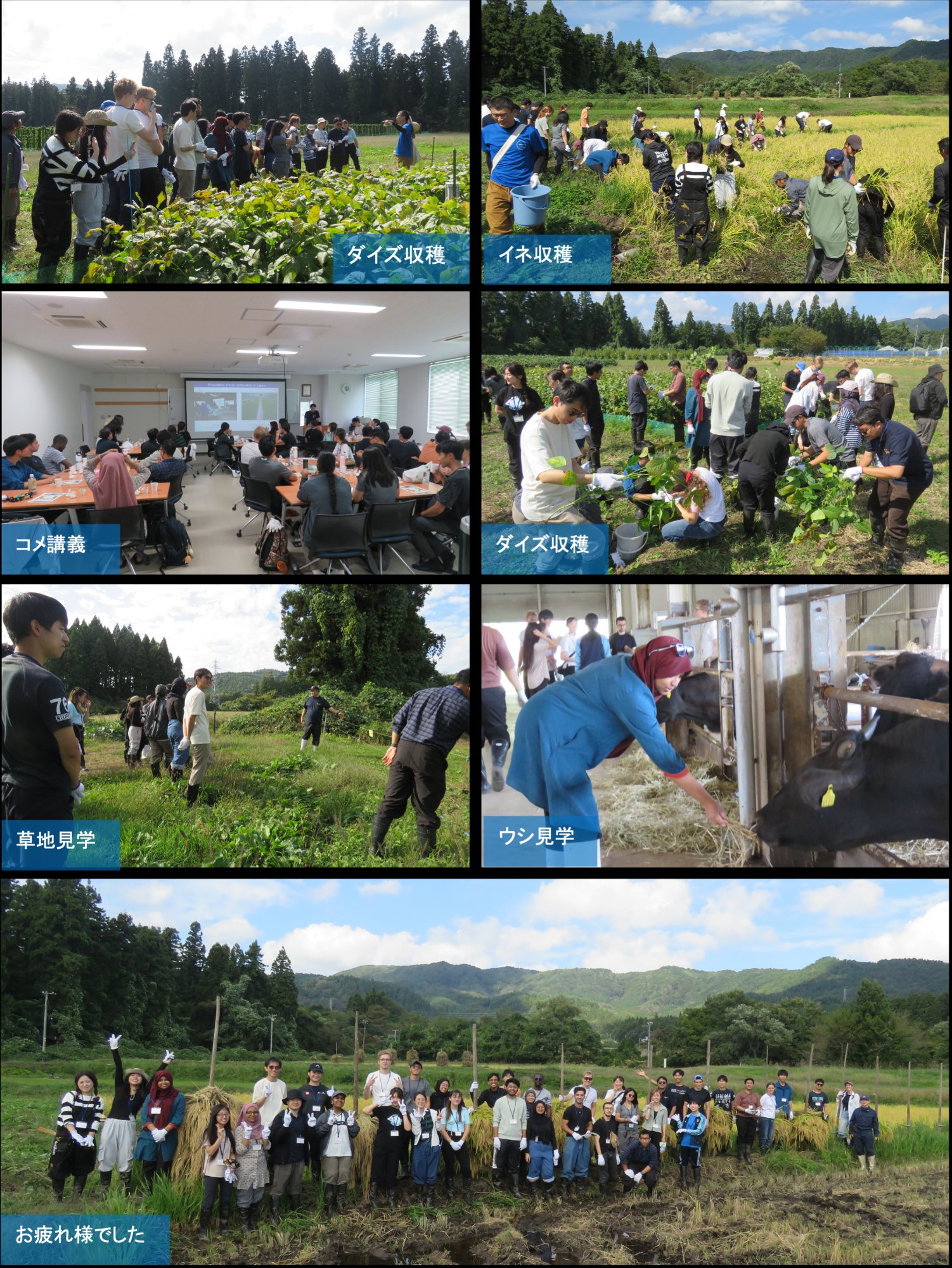 当日の活動の様子（ダイズ収穫・イネ収穫・コメ講義・草地見学・ウシ見学・集合写真）
