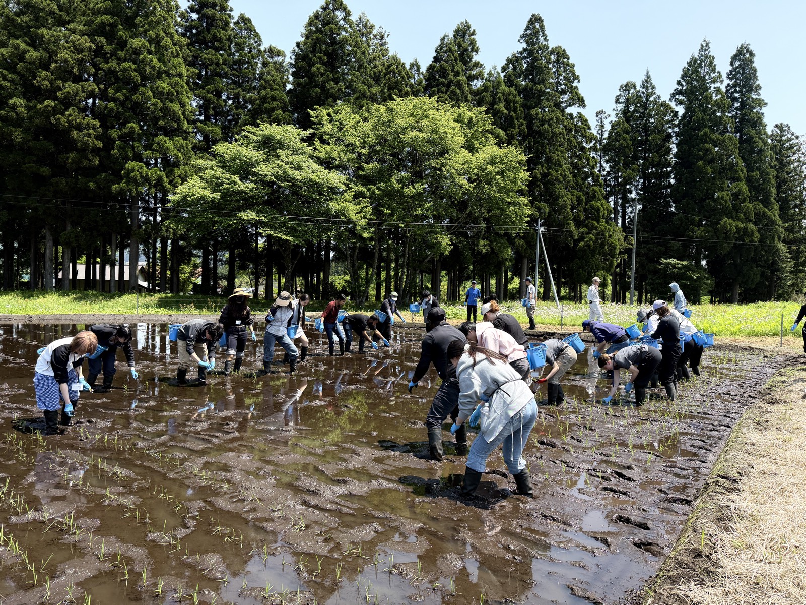 水田での田植え体験