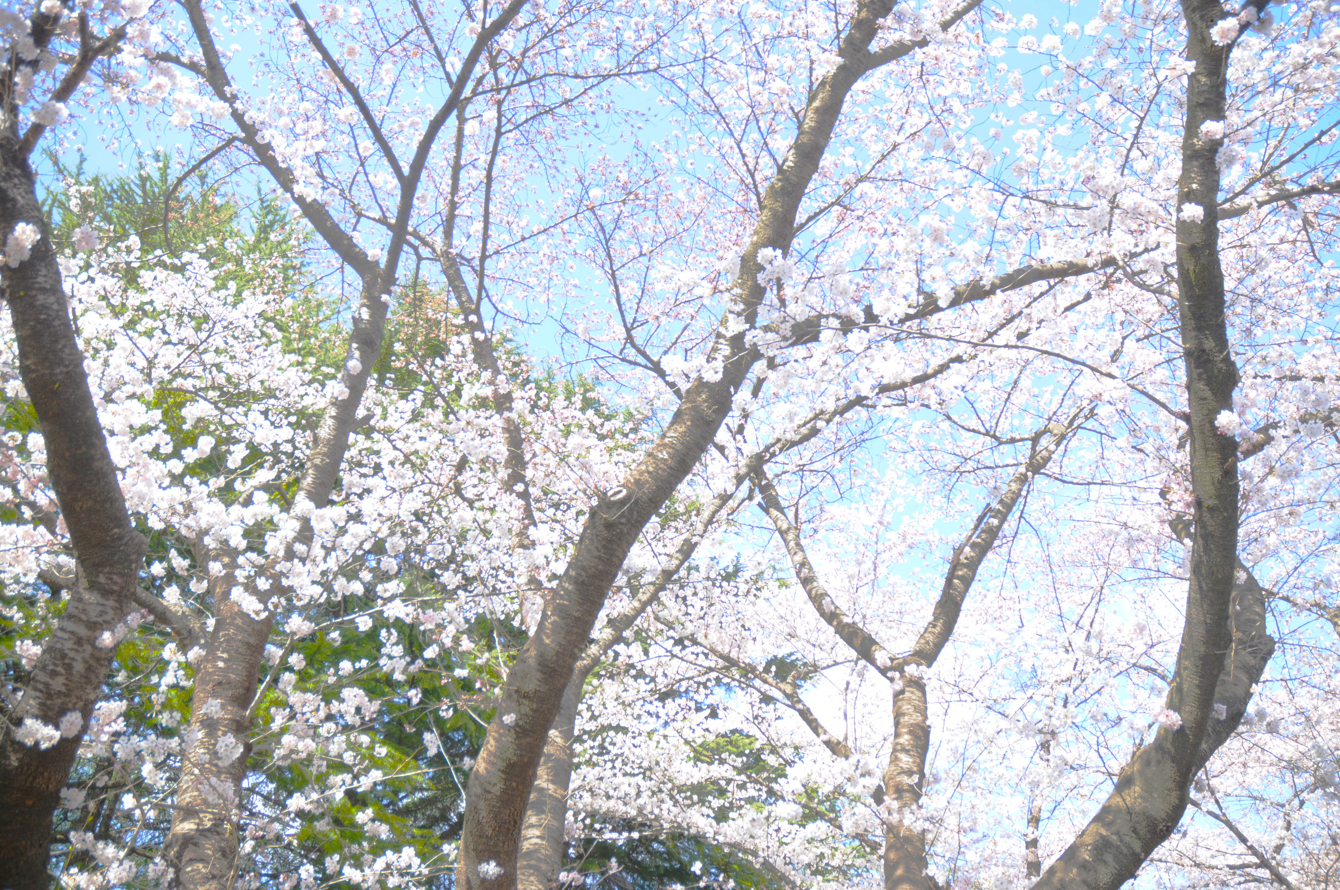 花見の様子1