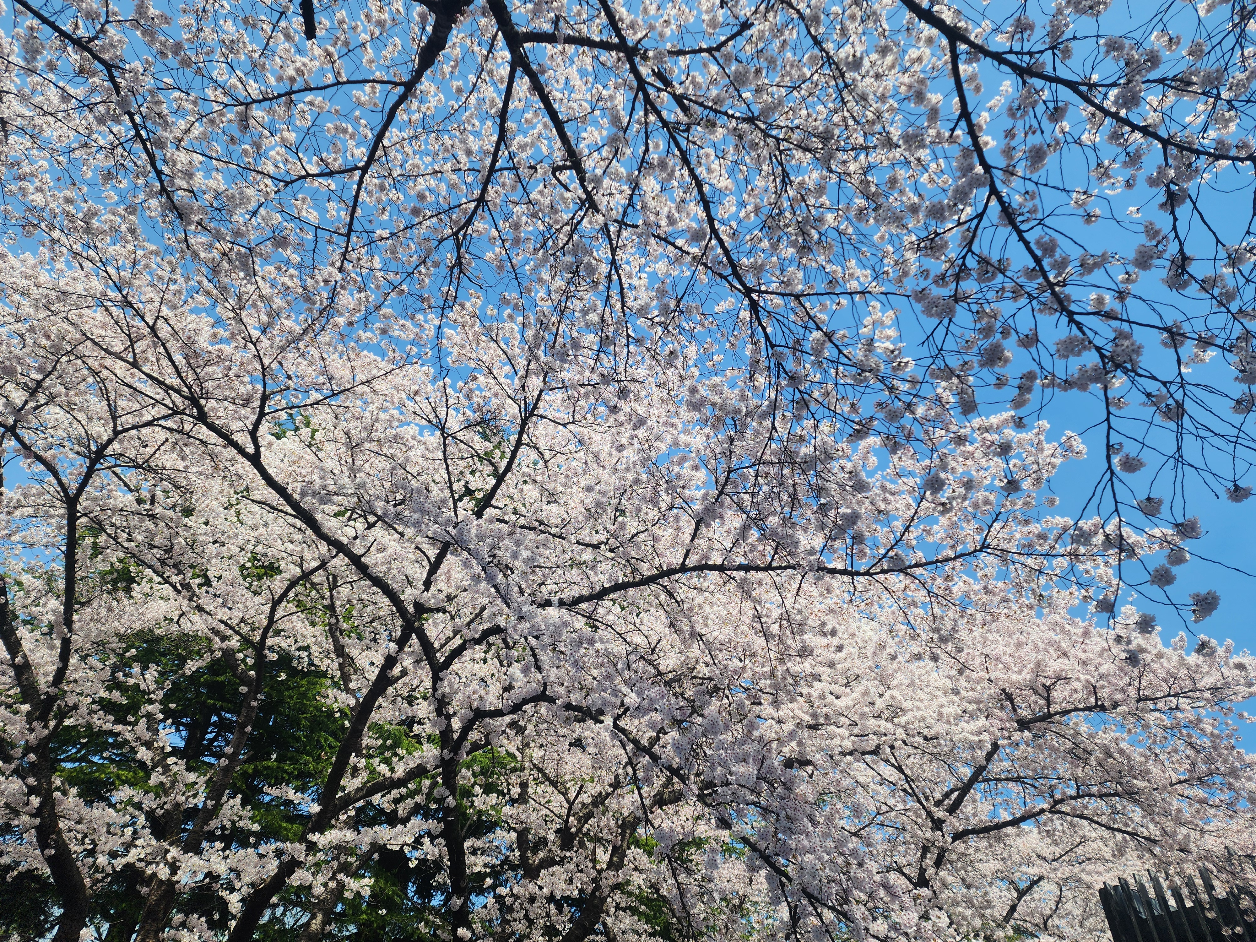 花見の様子3