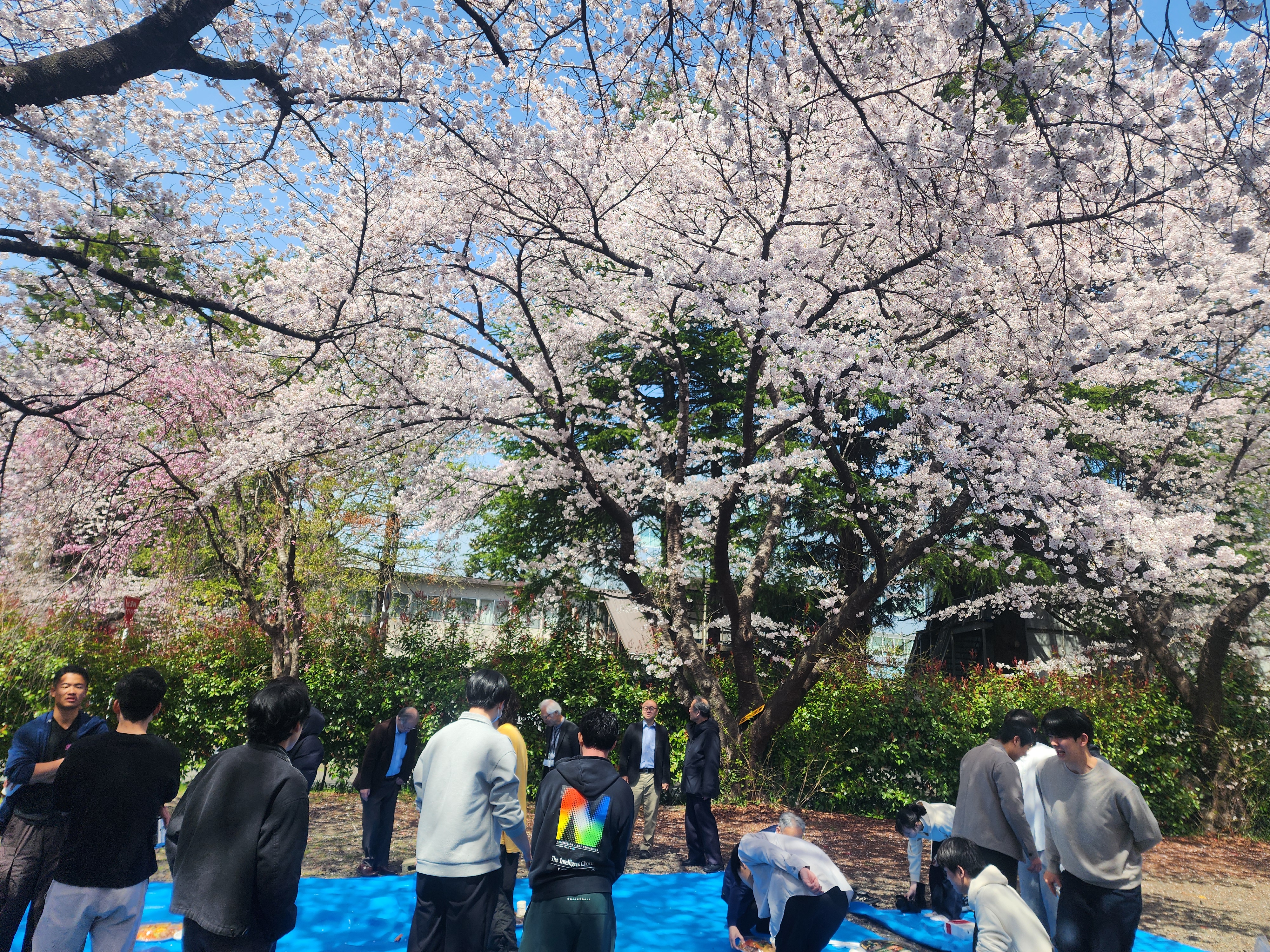 2026 花見